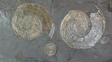 Wide Ammonite Plate (Harpoceras, Dactylioceras) - Germany #93240-1